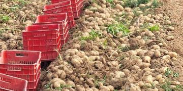 DIOR: A Remarkable Blend of Early Maturity, High Yield, and Exceptional Flavor