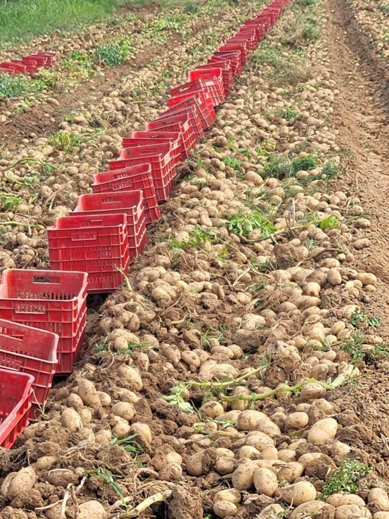 DIOR: Забележителна смес от ранна зрялост, висок добив и изключителен вкус