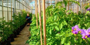 Unlocking the Potential of Meijer Potato through Innovative Crossbreeding