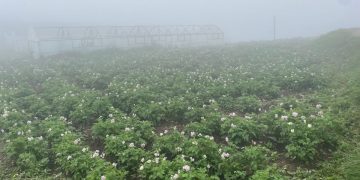 The Potato Revolution: Transforming Agriculture in Uttarakhand’s High Altitude Farms