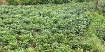 Rediscovering the Richness of Uttarakhand: The Potato Terrace in Tehri District