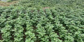 Reviving Traditional Farming: The Potato Terrace Revolution in Uttarakhand’s Tehri District