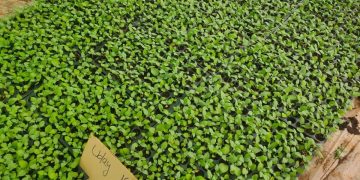 Unlocking the Potential of Apical Rooted Cutting (ARC) in Koraput, Odisha: A Game-Changer for Farming in the Region