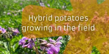 Innovating Potato Breeding: Introducing Hybrid Varieties for Enhanced Resistance and Quality