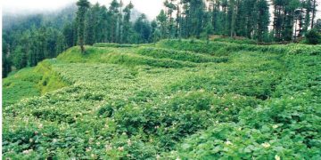 CPRI Vision 2050: Envisioning the Future of Potato Industry in India