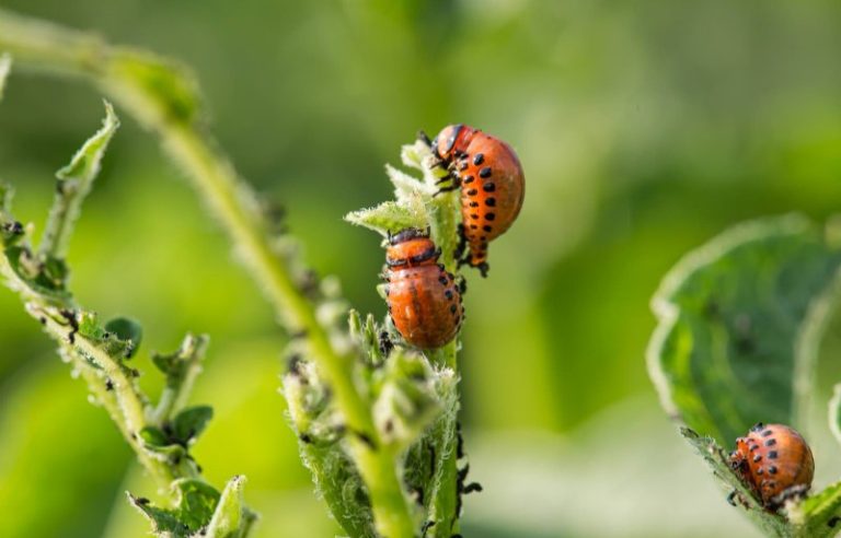 Emerging Threat: Colorado Potato Beetle Resurgence Due to Mild Winter and Late Planting Season 29 Emerging Threat: Colorado Potato Beetle Resurgence Due to Mild Winter and Late Planting Season