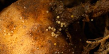 The presence of pale potato nematode in Latvia has prompted phytosanitary measures.