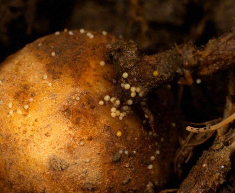 The presence of pale potato nematode in Latvia has prompted phytosanitary measures. 43 The presence of pale potato nematode in Latvia has prompted phytosanitary measures.