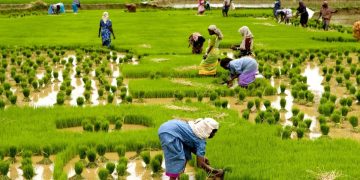 Challenges of Central Potato Research Institute