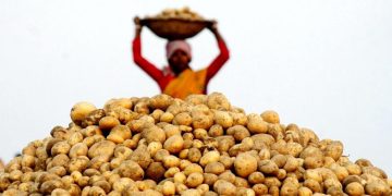 Potato Opportunities and Strengths in India