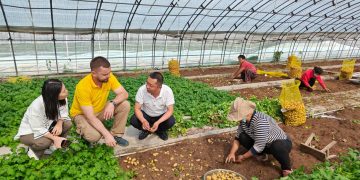 The Growth and Impact of Potato Cultivation in China