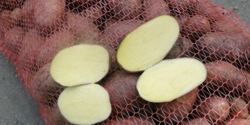 Growing the Karu Potato Variety under Controlled Climatic Circumstances in Panama