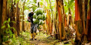 METOS® Colombia: Empowering Latin American Farmers with Smart Agriculture Solutions
