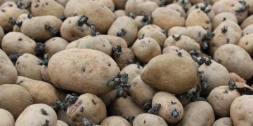 Ensuring High-Quality Scottish Seed Potatoes: The Seed Potato Classification Scheme (SPCS)
