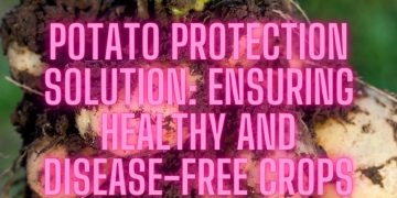 Potato Protection Solution: Ensuring Healthy and Disease-Free Crops