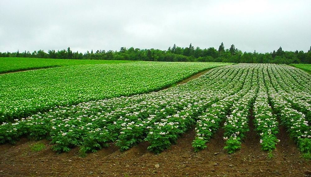 Сельскохозяйственные опыты. Селекционная станция красноуфимск. Селекция в растениеводстве. Сельскохозяйственные опыты. Селекционный центр.