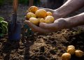 Farmer picking organic potato from soil