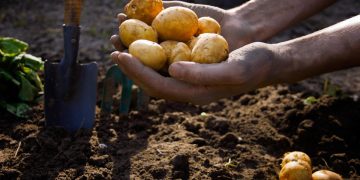 Unlocking Genetic Potential: Removing Undesirable Genes to Create Superior Potato Varieties