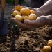 Farmer picking organic potato from soil