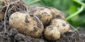 Bejo introduces its first true potato seed variety