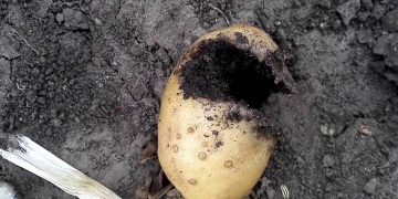 Maximizing Efficiency and Sustainability: Insights from the U.S. Potato Industry’s 2022 Agricultural Chemical Use Survey