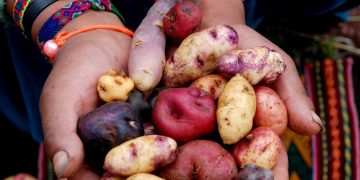 Goals and objectives of the Indian potato industry