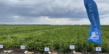 Solana Rus Presents Its Promising Table Potato Varieties at “Yuzefov N.N. Second Bread on Price Swings” Agricultural Enterprise in Russia
