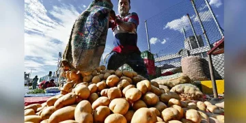 Telangana Government’s Plan to Boost Potato Production with ARC Seed Technology