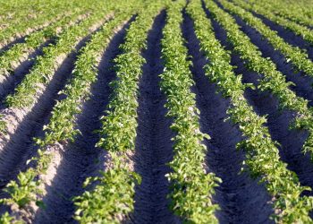 The Power of Lithium: Revolutionizing Potato Production for Sustainable Farming