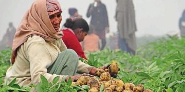Empowering Indian Smallholders: Apical Rooted Cutting (ARC) Revolutionizes Potato Seed Production