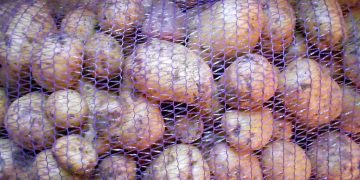 Canadian Potato Storage Holdings Remain High Despite Decrease in Figures