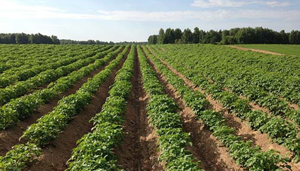 Zaavio Live Result on Potato crop 