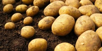 The UK Potato Sector: Overcoming Challenges and Seeking Opportunities Amidst Shortages