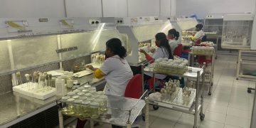 Revolutionary Development in Tissue Culture Lab Boosts Potato Plant Production in Tripura