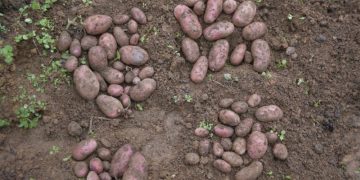 Challenging Harvest of ARC Seeds: Kufri Uday and Himalini Struggle Amidst Continuous Rain in Meghalaya