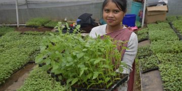 Revolutionizing Farming in Meghalaya: The Rise of Apical Rooted Cutting (ARC) G0 Seeds