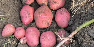 Kufri Uday: A Game-Changing Biofortified and Virus-Resistant Potato Variety Winning Hearts in India