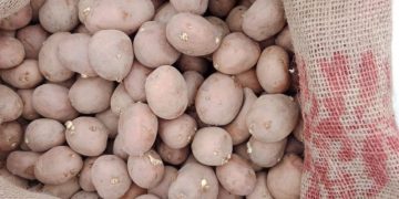 Revolutionizing Agriculture in Koraput: Introducing Kufri Uday – The Beloved New Potato Variety