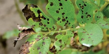 Protecting Ireland’s Potato Crop: Nationwide Blight Warning Issued for Farmers
