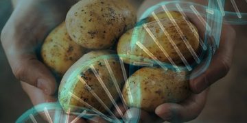 CRISPR/Cas for Potato Innovation: A Review of Recent Developments and Challenges