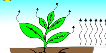 Unlocking the Secrets of Potato Storage: Decoding the Impact of Temperature and Humidity on Transpiration Rates