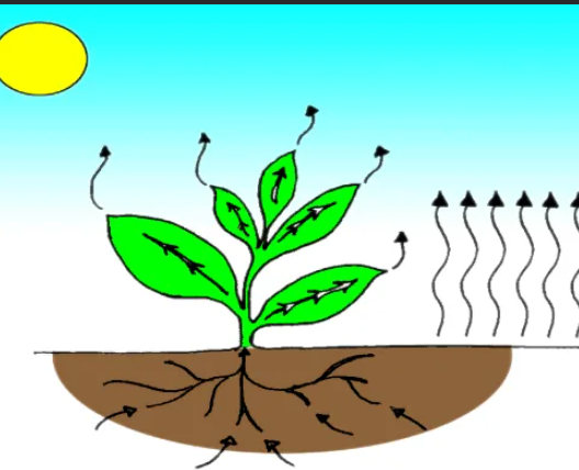 Unlocking the Secrets of Potato Storage: Decoding the Impact of Temperature and Humidity on Transpiration Rates
