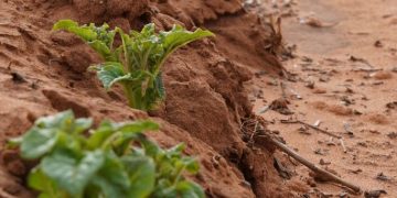 The secrets of successful potato cultivation
