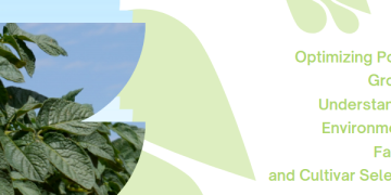 Optimizing Potato Growth: Understanding Environmental Factors and Cultivar Selection