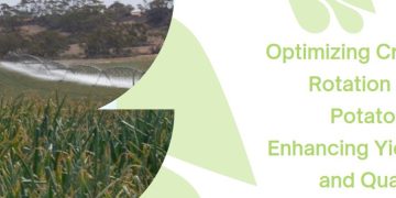 Optimizing Crop Rotation for Potatoes: Enhancing Yield and Quality