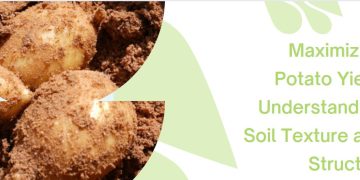 Maximizing Potato Yield: Understanding Soil Texture and Structure