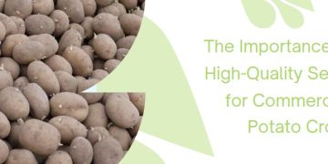 The Importance of High-Quality Seed for Commercial Potato Crops