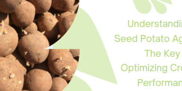 Understanding Seed Potato Age: The Key to Optimizing Crop Performance