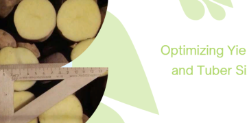 The Importance of Physiological Age in Potato Crops: Optimizing Yield and Tuber Size