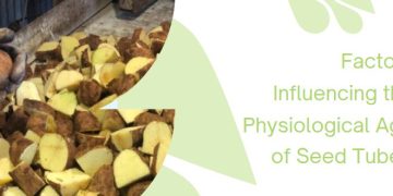 Factors Influencing the Physiological Age of Seed Tubers: Optimization for Successful Planting